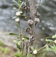 Leptospermum obovatum at Wambrook, NSW - 23 Nov 2023
