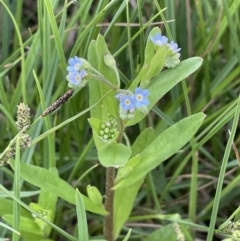 Myosotis laxa subsp. caespitosa (Water Forget-me-not) at Adaminaby, NSW - 22 Nov 2023 by JaneR