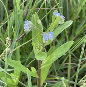 Myosotis laxa subsp. caespitosa at Adaminaby, NSW - 23 Nov 2023 09:05 AM