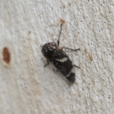 Eurypella tasmaniensis (Eurypella tasmaniensis) at Scullin, ACT - 13 Feb 2023 by AlisonMilton