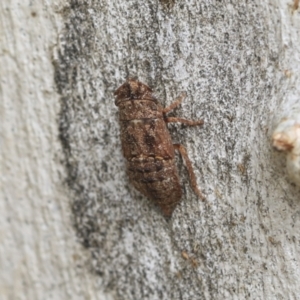 Stenocotis sp. (genus) at Scullin, ACT - 14 Feb 2023 09:57 AM