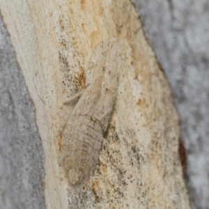 Ledromorpha planirostris at Scullin, ACT - 14 Feb 2023