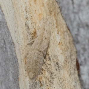 Ledromorpha planirostris at Scullin, ACT - 14 Feb 2023 10:02 AM