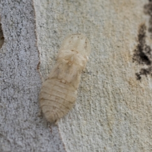 Ledromorpha planirostris at Scullin, ACT - 14 Feb 2023