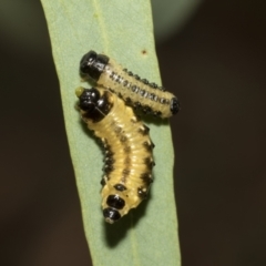 Paropsis atomaria at Scullin, ACT - 14 Feb 2023