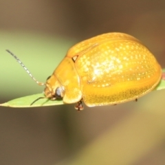 Paropsisterna cloelia (Eucalyptus variegated beetle) at Scullin, ACT - 14 Feb 2023 by AlisonMilton