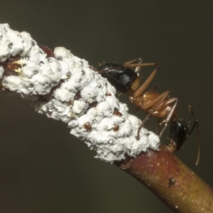 Camponotus consobrinus at Scullin, ACT - 14 Feb 2023 09:27 AM