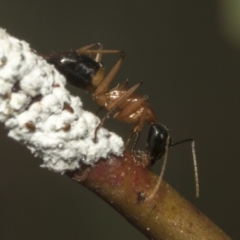 Camponotus consobrinus at Scullin, ACT - 14 Feb 2023 09:27 AM