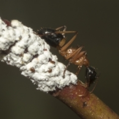 Camponotus consobrinus at Scullin, ACT - 14 Feb 2023 09:27 AM