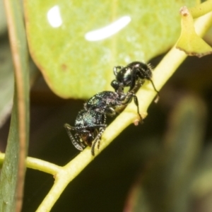 Rhytidoponera sp. (genus) at Scullin, ACT - 14 Feb 2023