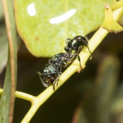 Rhytidoponera sp. (genus) (Rhytidoponera ant) at Scullin, ACT - 14 Feb 2023 by AlisonMilton