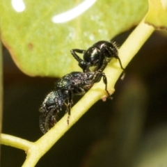 Rhytidoponera sp. (genus) at Scullin, ACT - 14 Feb 2023