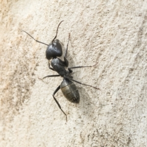 Camponotus aeneopilosus at Scullin, ACT - 14 Feb 2023 09:54 AM