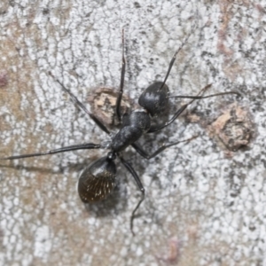 Camponotus aeneopilosus at Scullin, ACT - 14 Feb 2023 09:54 AM