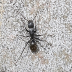 Camponotus aeneopilosus at Scullin, ACT - 14 Feb 2023