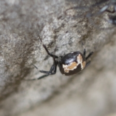 Euryopis splendens (Splendid tick spider) at Scullin, ACT - 13 Feb 2023 by AlisonMilton