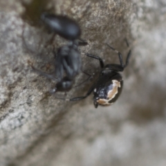 Euryopis splendens at Scullin, ACT - 14 Feb 2023 10:04 AM