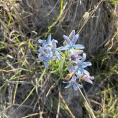 Oxypetalum coeruleum (Tweedia or Southern Star) at Chapman, ACT - 27 Nov 2023 by PGL