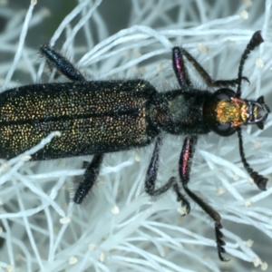 Eleale aspera at Holt, ACT - 1 Jan 2023 04:33 PM