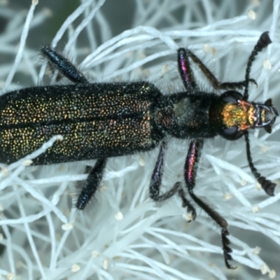Eleale aspera (Clerid beetle) at Holt, ACT - 1 Jan 2023 by jb2602