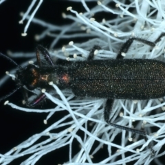 Eleale aspera at Holt, ACT - 1 Jan 2023 04:33 PM