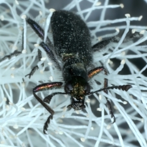 Eleale aspera at Holt, ACT - 1 Jan 2023 04:33 PM