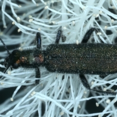 Eleale aspera at Holt, ACT - 1 Jan 2023 04:33 PM