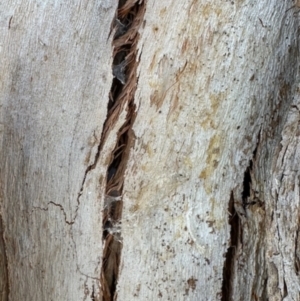 Eucalyptus polyanthemos at Aranda, ACT - 26 Nov 2023