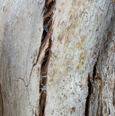 Eucalyptus polyanthemos (Red Box) at Aranda, ACT - 26 Nov 2023 by KMcCue