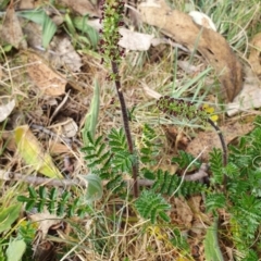 Acaena (genus) (A Sheep's Burr) at Magpie Hill Park, Lyneham - 26 Sep 2023 by MPhillips