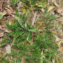 Acaena (genus) at Magpie Hill Park, Lyneham - 26 Sep 2023