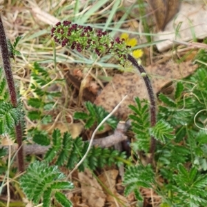 Acaena (genus) at Magpie Hill Park, Lyneham - 26 Sep 2023