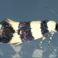 Telecrates melanochrysa (Telecrates melanochrysa) at Ainslie, ACT - 11 Jan 2023 by jb2602