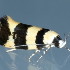 Telecrates melanochrysa at Ainslie, ACT - 11 Jan 2023