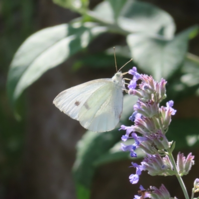 Pieris rapae (Cabbage White) at QPRC LGA - 26 Nov 2023 by MatthewFrawley