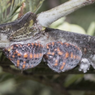 Icerya acaciae (Acacia mealy bug) at Weetangera, ACT - 23 Feb 2023 by AlisonMilton