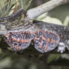 Icerya acaciae (Acacia mealy bug) at The Pinnacle - 23 Feb 2023 by AlisonMilton