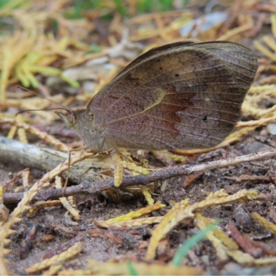 Heteronympha merope (Common Brown Butterfly) at Braidwood, NSW - 26 Nov 2023 by MatthewFrawley