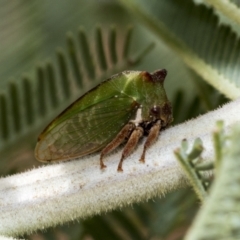 Sextius virescens (Acacia horned treehopper) at Weetangera, ACT - 24 Feb 2023 by AlisonMilton