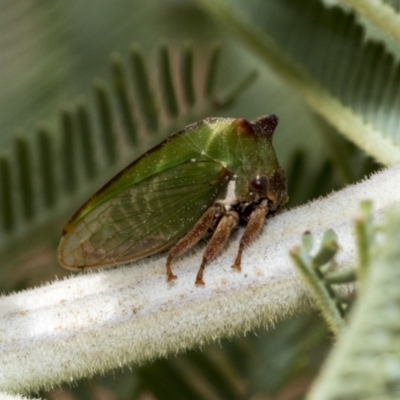 Sextius virescens (Acacia horned treehopper) at The Pinnacle - 23 Feb 2023 by AlisonMilton