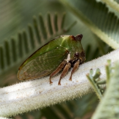 Sextius virescens (Acacia horned treehopper) at Weetangera, ACT - 24 Feb 2023 by AlisonMilton