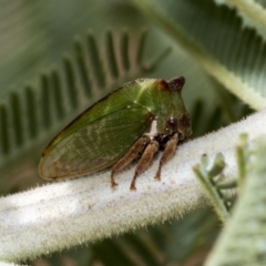 Sextius virescens (Acacia horned treehopper) at The Pinnacle - 23 Feb 2023 by AlisonMilton