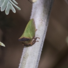 Sextius virescens at The Pinnacle - 24 Feb 2023