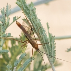 Ichneumonidae (family) (Unidentified ichneumon wasp) at The Pinnacle - 23 Feb 2023 by AlisonMilton