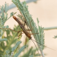 Ichneumonidae (family) at The Pinnacle - 24 Feb 2023