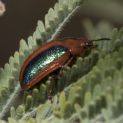 Calomela curtisi (Acacia leaf beetle) at Weetangera, ACT - 24 Feb 2023 by AlisonMilton