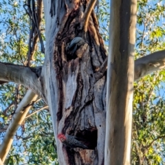 Callocephalon fimbriatum (Gang-gang Cockatoo) at Acton, ACT - 27 Nov 2023 by HelenCross