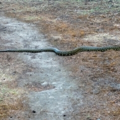 Morelia spilota spilota (Diamond Python) at Green Cape, NSW - 22 Nov 2023 by Philip