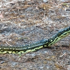 Morelia spilota spilota at Beowa National Park - 22 Nov 2023 05:25 PM