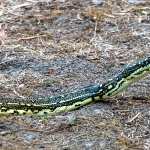 Morelia spilota spilota at Ben Boyd National Park - 22 Nov 2023